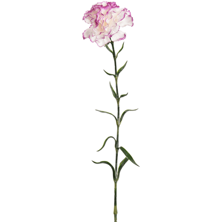 Goździk Lawenda 70cm