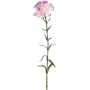 Goździk Lawenda 70cm