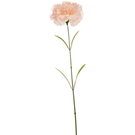 Goździk Brzoskwinia 70 cm