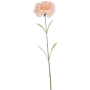 Goździk Brzoskwinia 70 cm