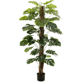 Monstera Kolumna 150 cm