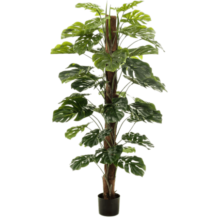 Monstera Kolumna 150 cm