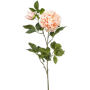 Piwonia Brzoskwinia 100 cm