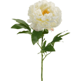 Piwonia Kremowa 65 cm