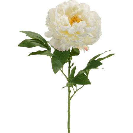 Piwonia Kremowa 65 cm