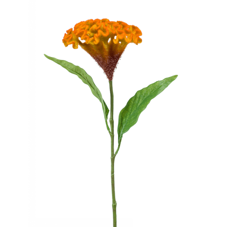 Celosia 62 cm