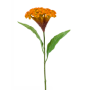 Celosia 62 cm