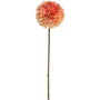 Dalia Brzoskwinia 64 cm
