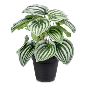 Peperomia 25 cm