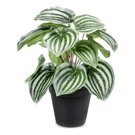 Peperomia 25 cm