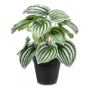 Peperomia 25 cm