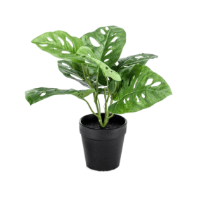 Monstera Bush 30 cm