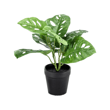 Monstera Bush 30 cm
