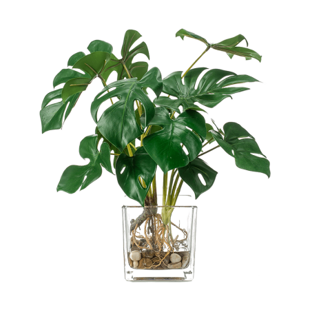 Monstera W Szkle 45 cm