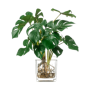 Monstera W Szkle 45 cm