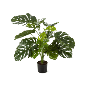 Monstera Deliciosa 85 cm