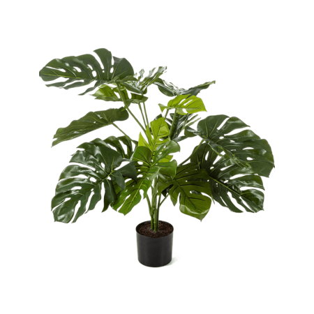 Monstera Deliciosa 85 cm