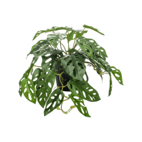 Monstera Monkey 55 cm