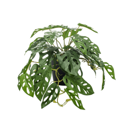 Monstera Monkey 55 cm
