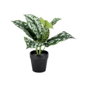 Scindapsus 24 cm