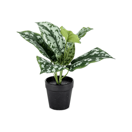 Scindapsus 24 cm