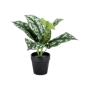 Scindapsus 24 cm