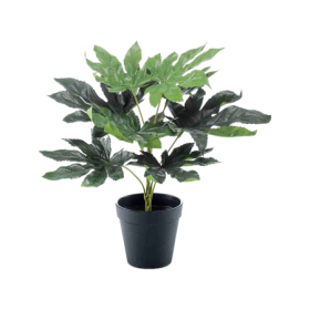 Fatsia Japońska 30 cm