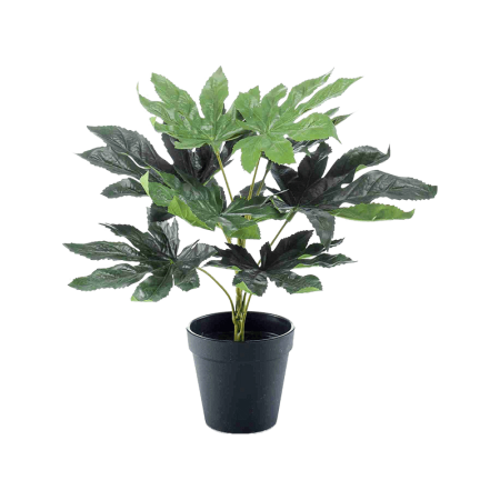 Fatsia Japońska 30 cm