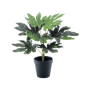 Fatsia Japońska 30 cm