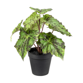 Begonia 25 cm