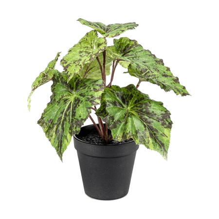 Begonia 25 cm