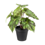 Begonia 25 cm