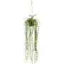 Fikus Pumila Starzec Wiszący 60cm
