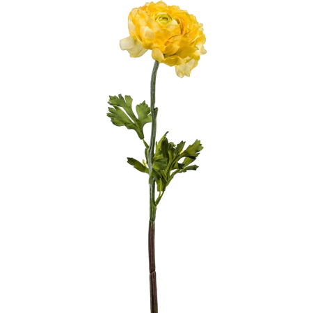 Jaskier Żółty 50 cm