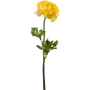 Jaskier Żółty 50 cm