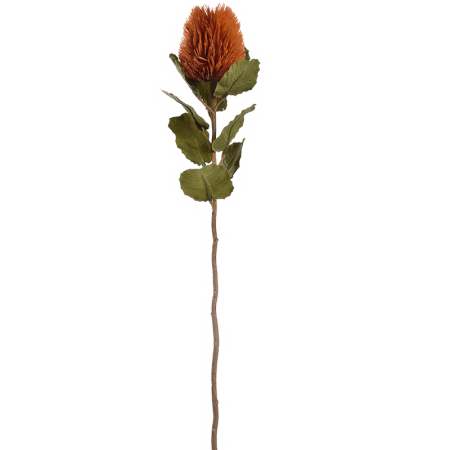 Banksia 59 cm