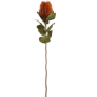 Banksia 59 cm