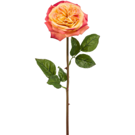 Róża Austin Różowo Żółta 60 cm