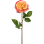 Róża Austin Różowo Żółta 60 cm