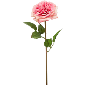 Róża Austin Różowa 60 cm