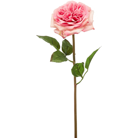 Róża Austin Różowa 60 cm