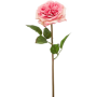 Róża Austin Różowa 60 cm