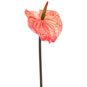Anturium 65 cm