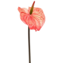 Anturium 65 cm