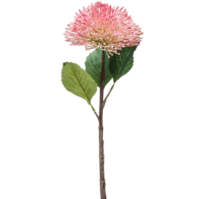Sedum Rozchodnik 43 cm