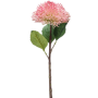 Sedum Rozchodnik 43 cm