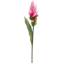 Kurkuma 80 cm