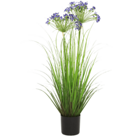 Agapant Afrykański 80 cm