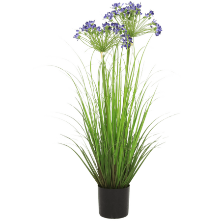Agapant Afrykański 80 cm