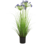 Agapant Afrykański 80 cm
